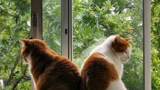 Клонират домашни любимци срещу 1395 долара