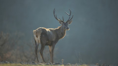 Нови благородни елени и елени лопатари населяват Източните Родопи