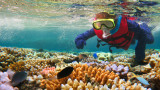  Избелването на коралите в Големия бариерен риф по-зле от предстоящото 