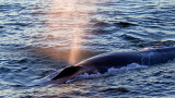  Япония умъртвила 177 кита 