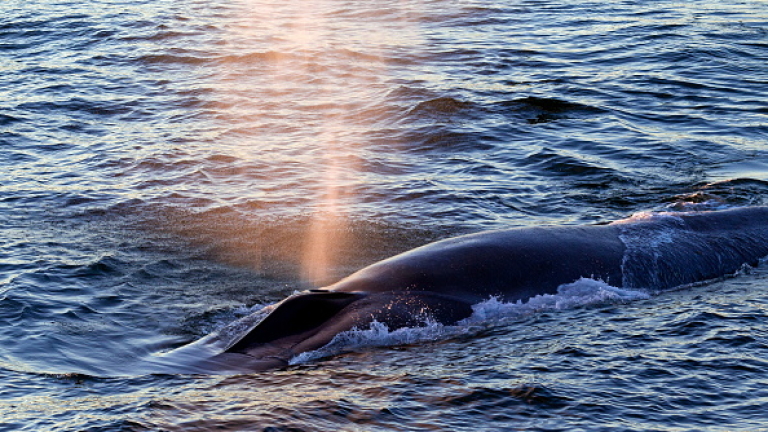 Япония убила 177 кита