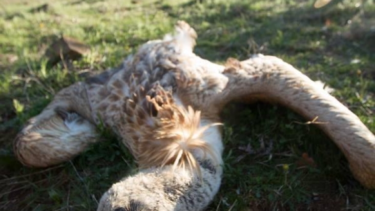 Мъртви лешояди са немерени в района на селата Гара Бов