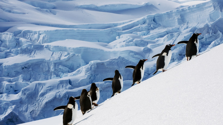 Морският лед, който покрива океана около Антарктида, достигна рекордно ниски