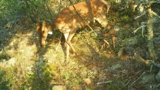 Благороден елен бе намерен убит от бракониери в Родопите информират