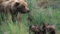 Природозащитници търсят мечка, притесняваща хората в село Антон