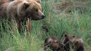 Екип на Спасителния мечешки отряд на WWF е тръгнал тази
