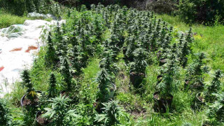 Полицията разкри две оранжерии за марихуана в Добричко Това съобщиха