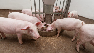 24 000 животни има във фермата, с открита от БАБХ африканска чума по свинете