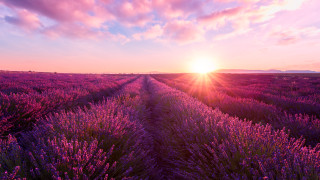 Нов български завод за преработка на билки ще бъде изграден