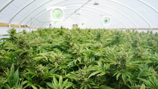 Американската компания Constellation Brands купува 10 процентен дял в Canopy