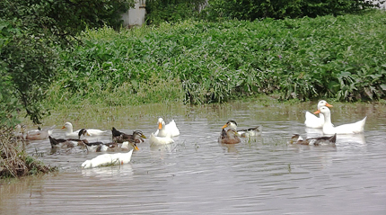 Наводнения грозят пазарджишки села заради непочистено речно корито 