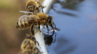 За отровени пчели алармират производители на мед в Балчишко 