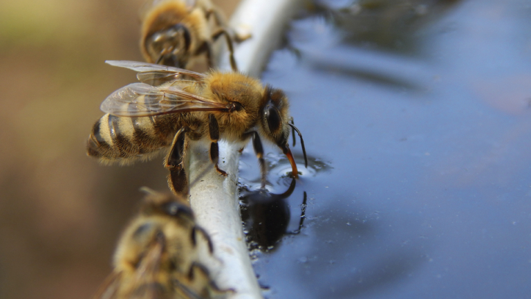 Съдът на ЕС потвърди забраната на пестициди, убиващи пчелите