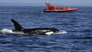 На 31 октомври тази година група косатки атакуват яхта плуваща