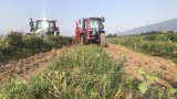 Новите изисквания за българските производители на розово масло, които променят модела им на работа