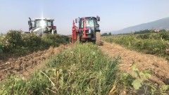 Новите изисквания за българските производители на розово масло, които променят модела им на работа