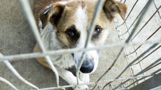 Кучето Божидар посечено с брадва в село Микре е спасено
