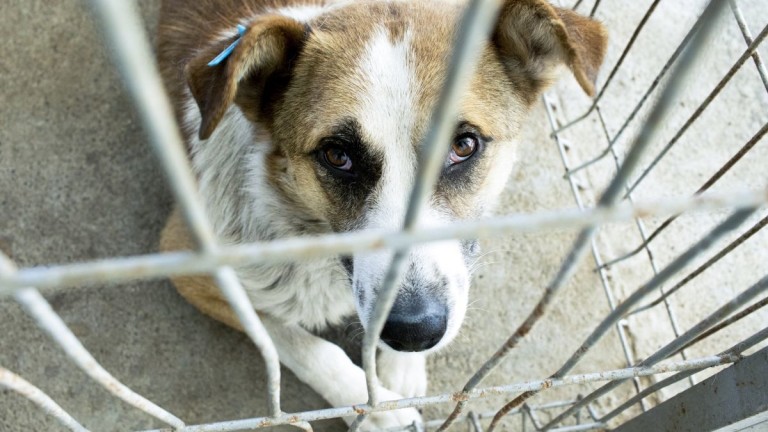 Кучето Божидар, посечено с брадва в село Микре, е спасено