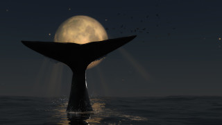 Ще изчезнат ли южните китове
