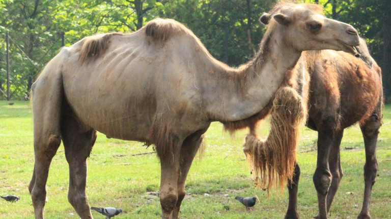 Двугърбата камила Лени се настани в Столичния зоопарк. Екзотичната двугърба