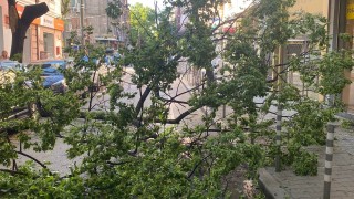 Огромно дърво се е разцепило и паднало в пешеходния център