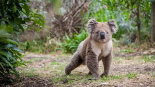 Австралия: Обречени ли са коалите?