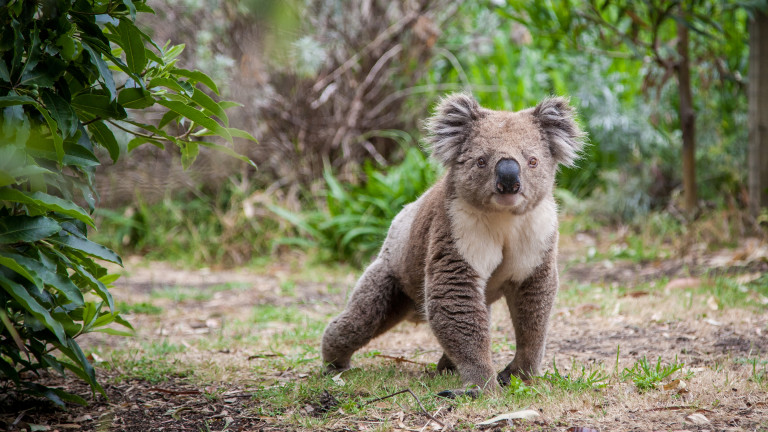 Австралия: Обречени ли са коалите?