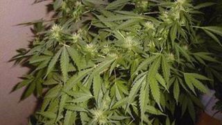 Марихуаната лекува болестта на Алцхаймер