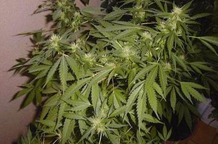 Икономисти поискаха легализация на марихуаната