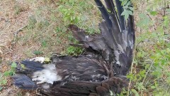 Застреляха пореден черен лешояд у нас