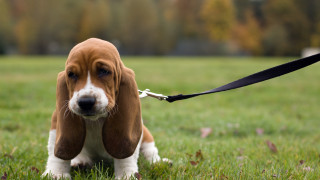 Кметът на Кюстендил настоява за по строги мерки за собствениците на