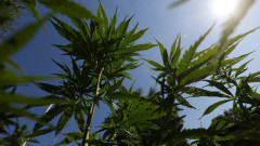 Обрат: Канабисът не лекува ефективно психични заболявания