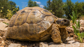 Прокуратурата следи две дела за застрашени костенурки