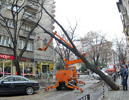 23 сигнала за паднали дървета в София 
