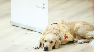 Първоначалните занятия на кучетата спасители на Българския червен кръст БЧК