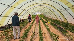 Жените, които искат да превърнат Сахара в... градина