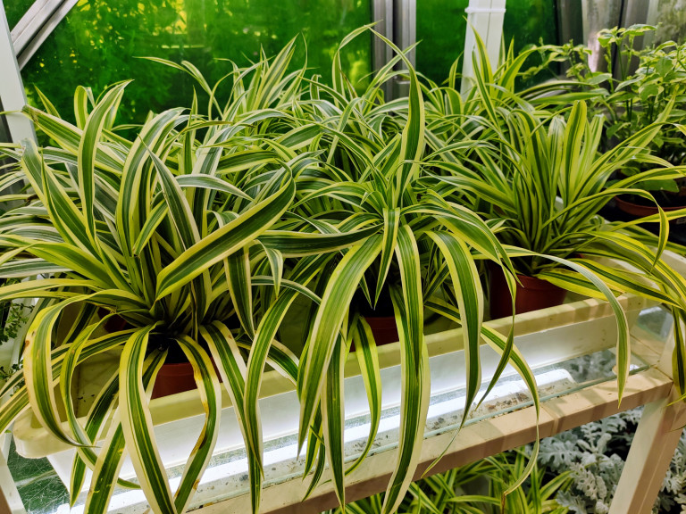 Хлорофитум