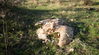 Разследват смъртта на лешояди от защитен вид
