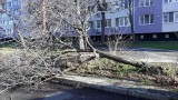  Над 50 сигнала са подадени за счупени клони и дървета от мощния вятър в София 