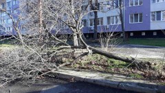 Над 50 сигнала са подадени за счупени клони и дървета от силния вятър в София