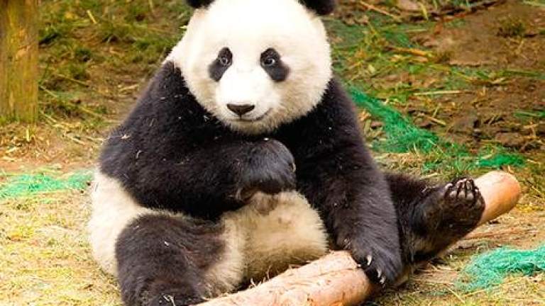 Раждането на панда в Токио накара акциите на два ресторанта да подскочат
