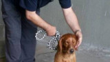  Полицейско куче откри близо 200 кг хероин на 