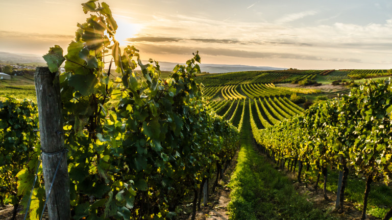 Търсенето на вино се срина толкова, че Франция харчи $215 милиона за дестилиране на излишното производство