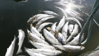 Русия е увеличила износа на риба за страните от БРИКС