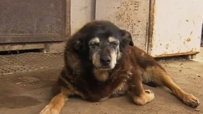 Почина най-старото куче в света – австралийската овчарка Маги