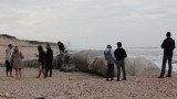  Израел затвори крайбрежието поради разлив на нефт 