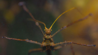 Насекомите от разред Phasmatodea неслучайно са известни с името пръчици