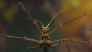 Невероятната съдба на насекомите „пръчици”