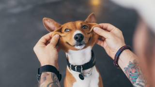 Кучето, което не може да лае и се мие като котка
