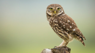 Екоинспектори освободиха заклещена в комин птица в Пловдивско Вчера по обяд